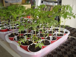 If you can see the tomatoes in the back, right corner of the picture - those are getting a bit leggy and would be good candidates for Trench Planting.